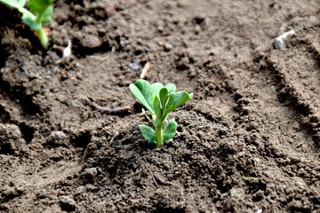 Tender young pea plant growing in soil