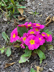 Beautiful flower seedlings growing in the soil at the garden
