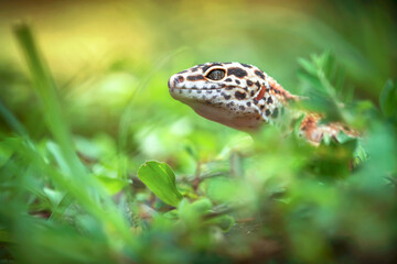 leopard gecko on grass