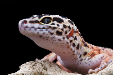 leopard gecko
