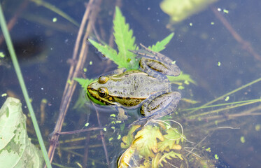 Common frog, Rana temporaria, singing on water with dirty green leaves and dust, in a lake in a sunny summer day.