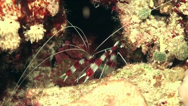 Banded cleaner shrimp on coral reef at night