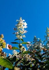 pink and white hydrangea flower in the autumn garden opposite blue sky