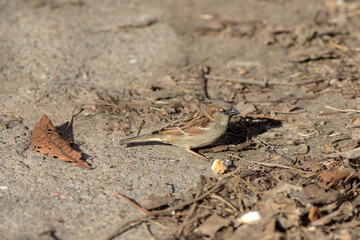 sparrow and a piece of bread