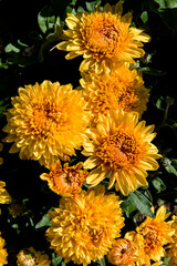bouquet of yellow chrysanthemum