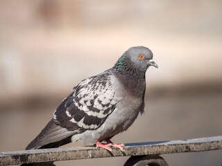 gray dove on a fence