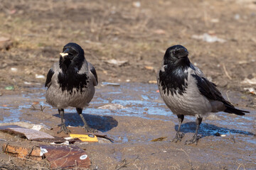 two crows on the ground