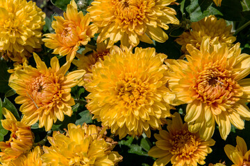 chrysanthemum flower
