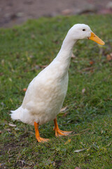 portrait of a white goose