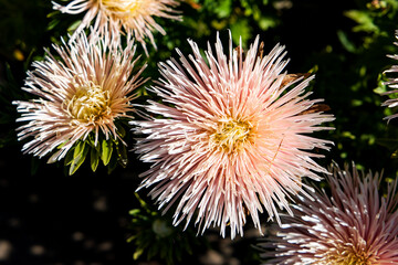 flower of a pink chrysanthemum in sunny autumn garden