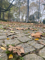 Old traditional stone pavement covered with autumn foliage.