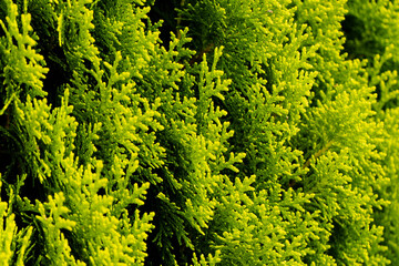 Green juniper branches close up in the sunlight. Natural background. Eco-friendly. The texture of green juniper leaves. Wallpaper. Copy space for your design. photo.