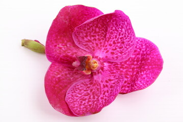 Pink orchid flower isolated on white background