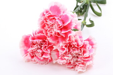 closeup carnation flower on white background