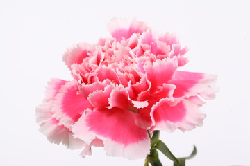 closeup carnation flower on white background