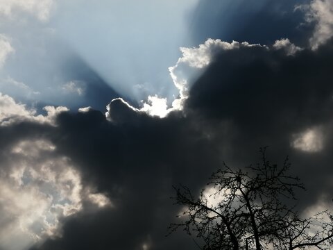 Pine trees branches dark silhouette on stormy cloudy gray sky background. Stormy weather in evergreen forest