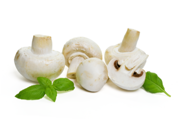 Isolated fresh edible champignon mushrooms with basil leaves. PNG file with transparent background.