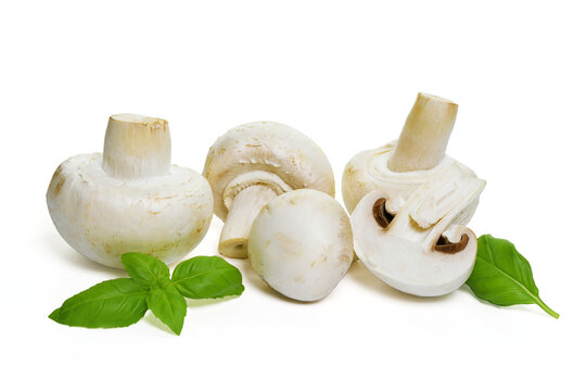Isolated fresh edible champignon mushrooms with basil leaves. PNG file with transparent background.