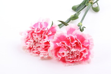 closeup carnation flower on white background