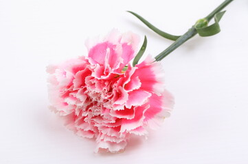 closeup carnation flower on white background