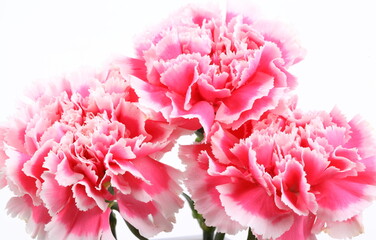closeup carnation flower on white background