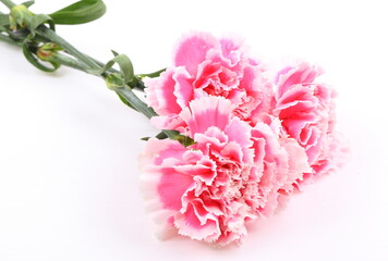 Fototapeta na wymiar closeup carnation flower on white background