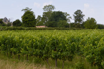 Fototapeta na wymiar Plantation de vigne