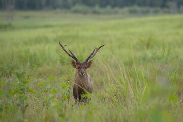 Naklejka na ściany i meble Hog deer standing on grass in national park