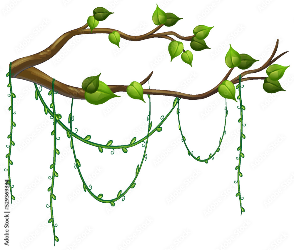 Wall mural Tree branch with liana isolated