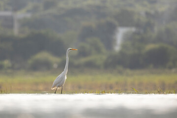 White egret (Ardea alba) flying above the water.