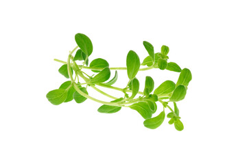 Isolated bunch of fresh marjoram. PNG file with transparent background