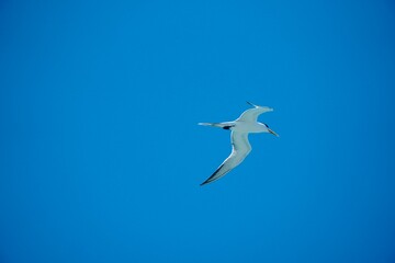 Birds flying in the sky. Sea bird flying in the air against blue sky background at Dhanushkodi seashore in Tamilnadu, India.