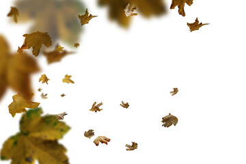 falling autumn leaves as a foreground, png