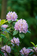 Branches with purple rhododendron flowers, in a garden.