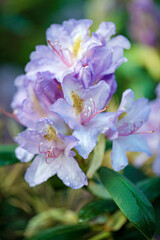 Fototapeta premium Branches with purple rhododendron flowers, in a garden.