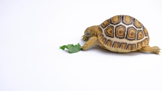 Stigmochelys pardalis eats vegetables isolated on a white background