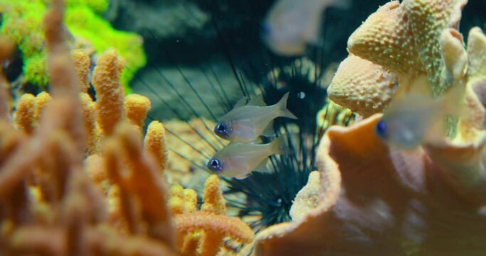 Translucent fish with vertical iridescent blue lines on the head and front of body. Zoramia leptacantha swim close to branching coral. Threadfin cardinalfish or bluestreak in Red Sea.