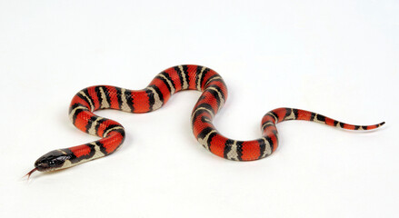 Fototapeta premium Ruthven's kingsnake // Ruthvens Königsnatter (Lampropeltis ruthveni)