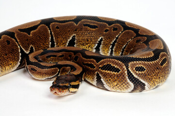 Ball python // Königspython (Python regius)