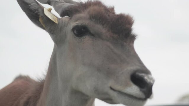 Close up shot of Common eland face taken in West Midlands Safari Park, England 