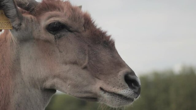 Shot of a Common Eland's face in West Midlands Safari Park, England, with a small number tag attached to his ear.