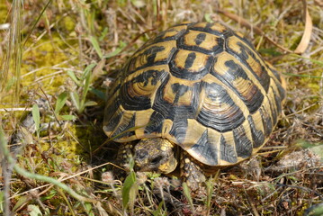 Tartaruga, testuggine, Testudo marginata, hermanni