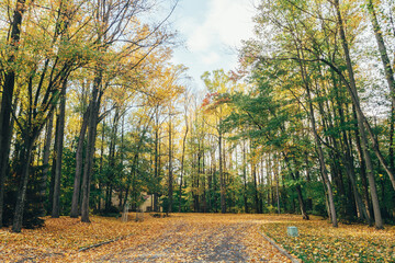 footpath in the forest