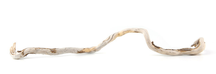 Sea driftwood branch isolated on white background. Bleached dry aged drift wood.