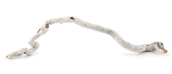  Sea driftwood branch isolated on white background. Bleached dry aged drift wood. - obrazy, fototapety, plakaty