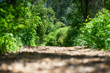 Photo of a park landscape with green trees and a path of wood shavings in the foreground defocused