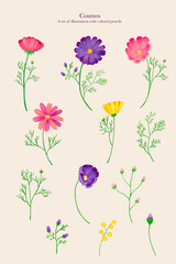 A hand drawn set illustrations of cosmos flowers. Colored pencils