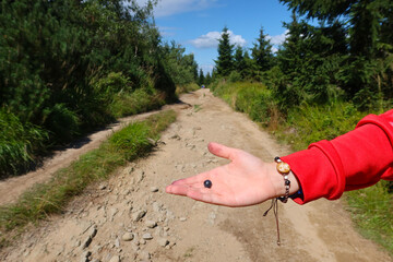 A single blueberry on the child's hand. Forest path, mountain trail in the background