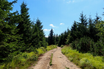 Fototapeta na wymiar Silesian Beskids, mountain trail. The trail to Malinowska Rock (polish: Malinowa Skala) leads from the Salmopolska Pass through Malinow and Malinowska Cave.