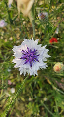 Fototapeta premium Cornflowers growing in a field near Wałbrzych on a sunny summer day.